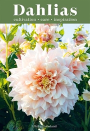 Buy Dahlias