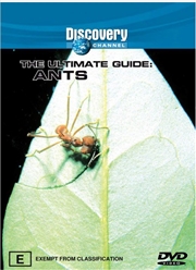 Buy Discovery - Ultimate Guide, The - Ants