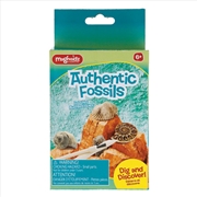 Buy MAGNOIDZ Dig & Discover Authentic Fossil Kit