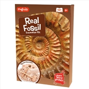 Buy MAGNOIDZ Fossil Dig Kit