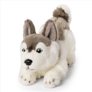 Buy Living Nature Husky Playful Pup