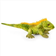 Buy Living Nature Iguana