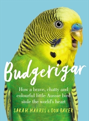 Buy Budgerigar