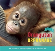 Buy Orangutan Orphanage