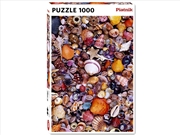 Buy Sea-Shells 1000Pc