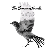 Buy Common Linnets