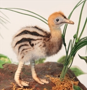 Buy Cassowary Baby 16cm H