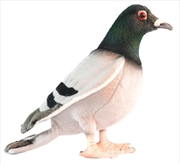 Buy Pigeon 29cm L