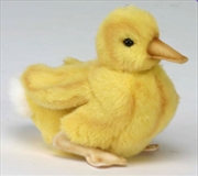 Buy Duckling White Tailed 20cm L