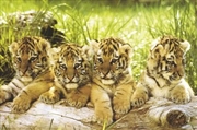 Buy Four Tiger Cubs