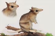 Buy Eastern Barred Bandicoot 16cm