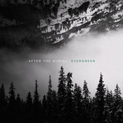 Buy Evergreen