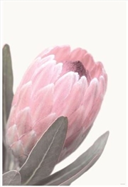 Buy Pale Pink Protea