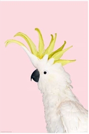 Buy White Cockatoo On Pink