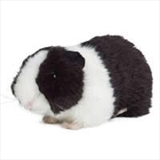 Buy Black Guinea Pig Sound 21cm