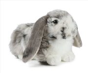 Buy Grey Dutch Lop Ear 30cm