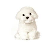 Buy Maltese Puppy