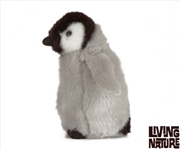 Buy Penguin Chick