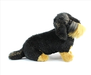 Buy Wire Haired Dachsund Puppy