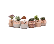 Buy 6pcs Mini Owl Plant Pots Ceramic