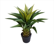 Buy Agave 60cm Plant