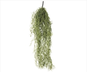 Buy Air Plant Spanish Moss - Old Man Beard