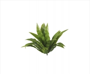 Buy Aloe Vera Stem Uv