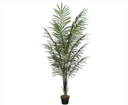 Buy Areca Palm Black Trunks 190 Cm