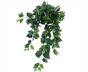 Buy Bright Mixed Philodendron Garland Bush