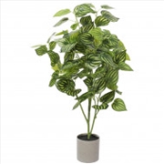 Buy Bright Mixed Philodendron Plant 70cm