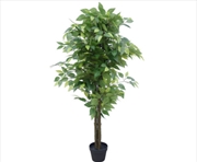 Buy Bushy Ficus Tree 145cm