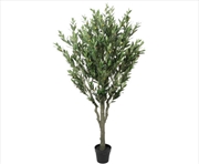 Buy Bushy Olive Tree With Olives 180cn