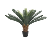 Buy Cyac Cycad Plant 60cm