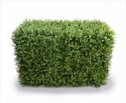 Buy Deluxe Portable Buxus Hedges UV Stabilised 100cm Long X 55cm High