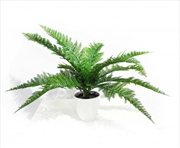 Buy Dense Fern Stem 45cm