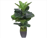 Buy Dense Fiddle Leaf Fig Tree 70cm