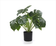 Buy Dense Potted Split Philodendro Plant With Real Touch Leaves 50cm