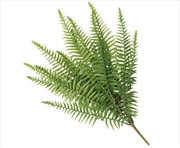 Buy Fern Lady Fern 50cm UV Resistant