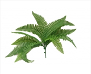 Buy Fern Stem Uv