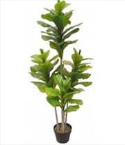 Buy Fiddle Fig 135cm