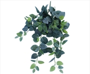 Buy Fittonia Hanging Garland Bush 80cm