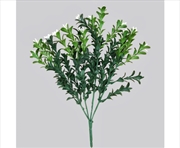 Buy Flowering Boxwood Stem 30cm