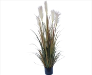 Buy Flowering Native Fox Tail Grass 120cm