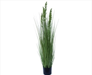 Buy Flowering Native Grass 120 Cm