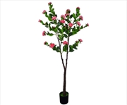 Buy Flowering Natural Pink Camellia Tree 180cm