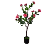 Buy Flowering Natural Pink Camellia Tree 100cm