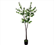 Buy Flowering Natural White Camellia Tree 180cm