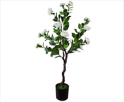 Buy Flowering Natural White Camellia Tree 100cm