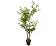 Buy Flowering Pink Magnolia Tree With Pot 250cm