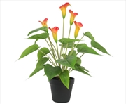 Buy Flowering White & Orange Peace Lily / Calla Lily Plant 50cm